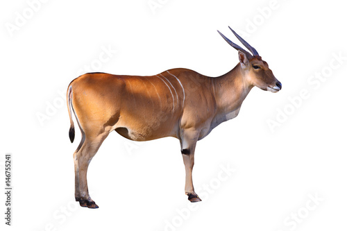 Eland antelope  on white background