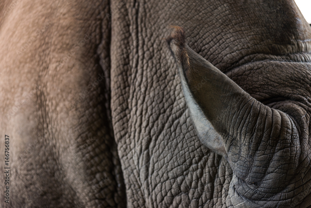 Fototapeta premium close up rhino