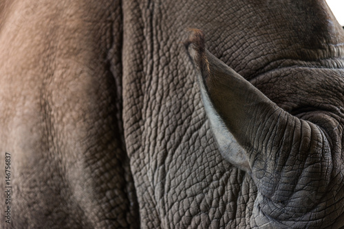 close up rhino