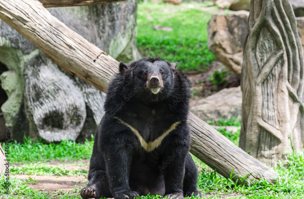 Naklejka premium Asiatic black bear hold branch in mouth