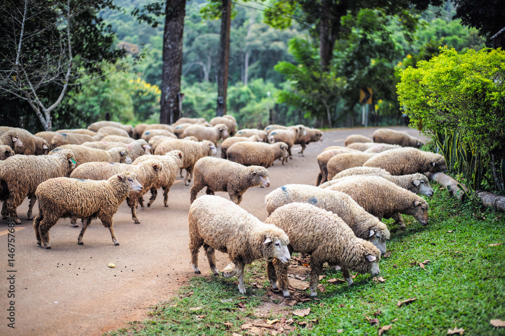 Obraz premium Many sheep are feeding grass