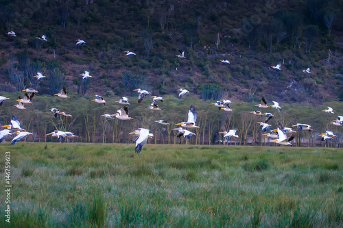 Large migration of birds. Flight pelicans in Africa. photo