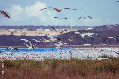 Flying birds over the lake. Kenya. Lake Nakuru.