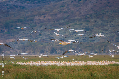Flight of birds over the la...
