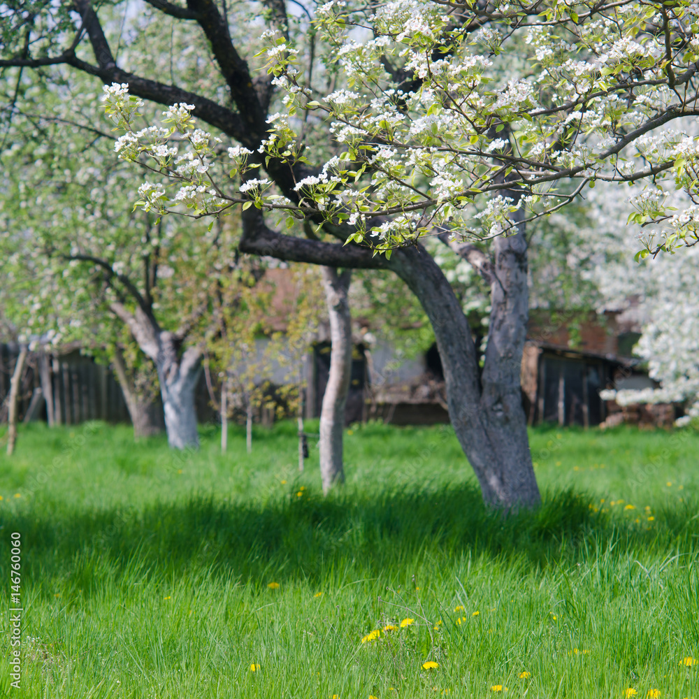 Beautiful blooming of fruit trees over blue sky in colorful vivi Beautiful blooming of fruit trees over blue sky in colorful vivi
