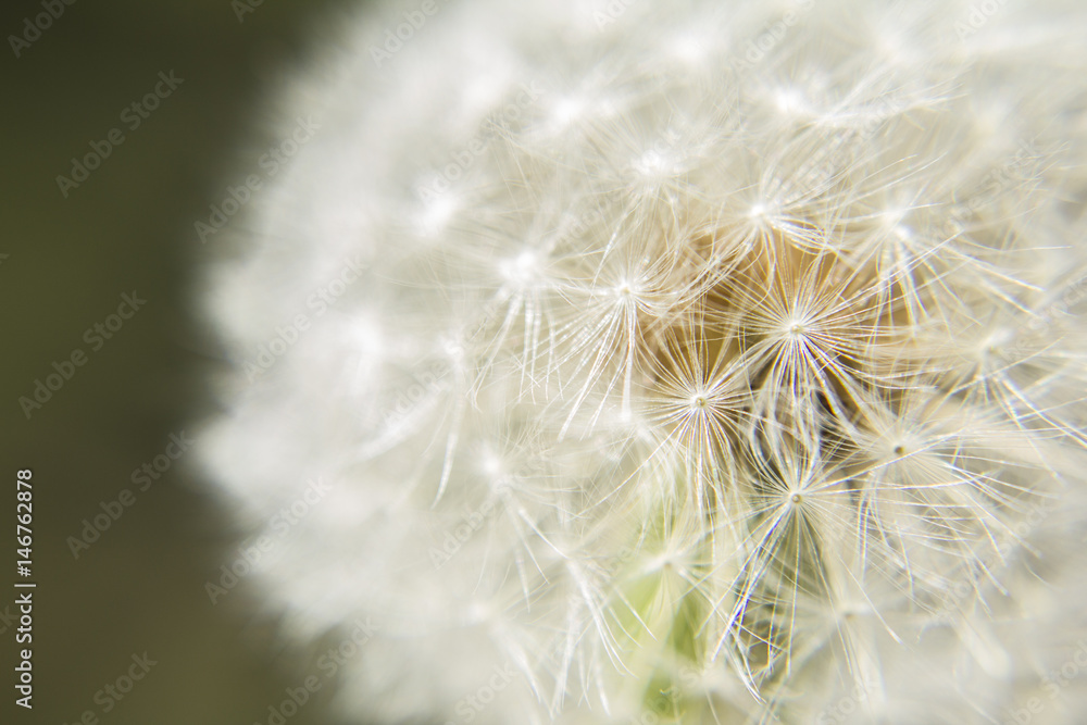 Fototapeta premium Close up shot of a dandelion.