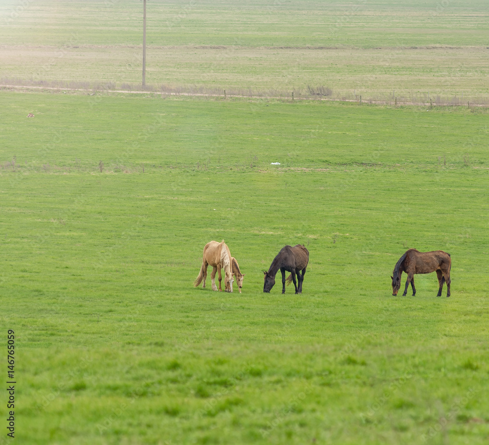 Horses graze on a green meadow 