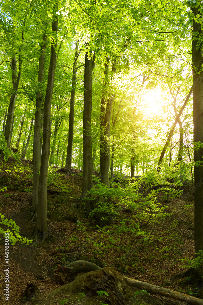 Obraz premium Sunny forest