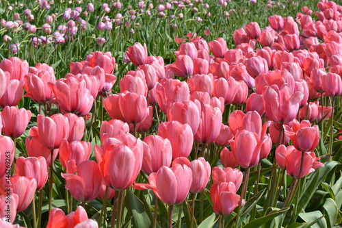 pink tulip in the field in hillegom