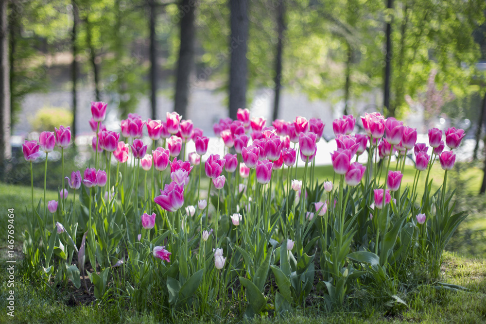 Pink Tulips