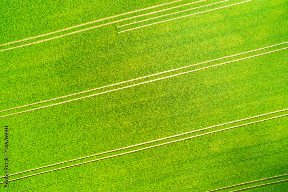 Aerial view of a wheatfield with lanes in spring