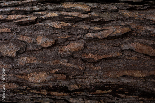 natural textures, tree macro, tree bark