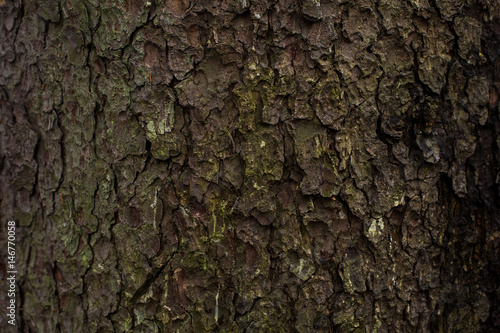 natural textures, tree macro,  tree bark © Diko.Photos