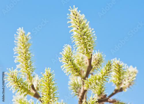 willow blossoms against blue sky in sunny spring day, close up