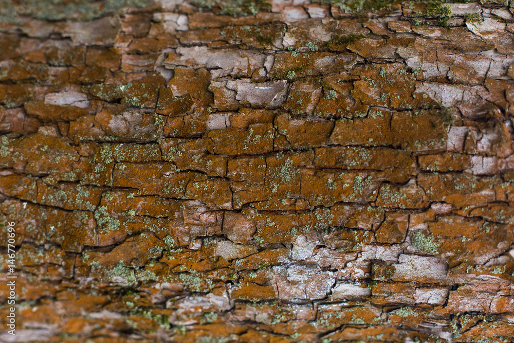 natural textures, tree macro, tree bark natural textures, tree macro, tree bark