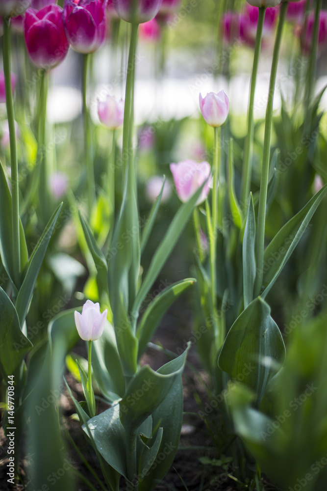 Fototapeta premium Little White - Pink Tulips