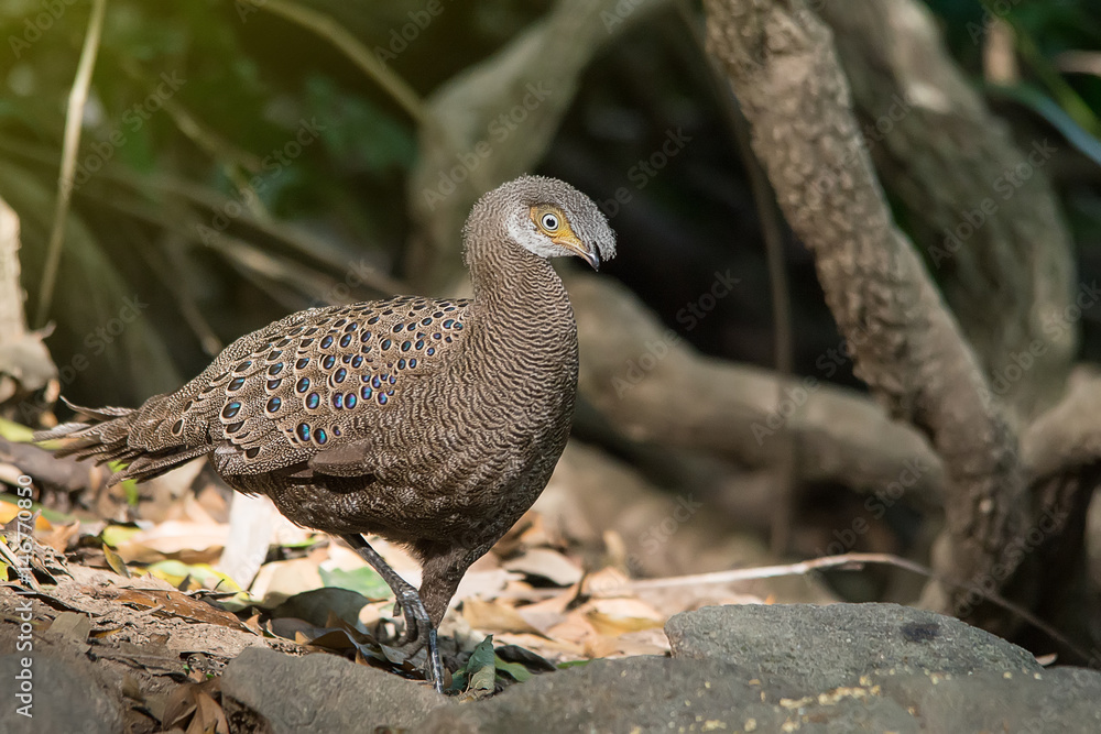 Grey Peacock-Pheasant in nature at Meawong national park Grey Peacock-Pheasant in nature at Meawong national park