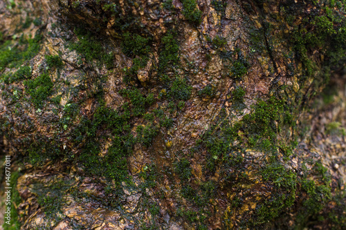 natural textures, tree macro, tree bark