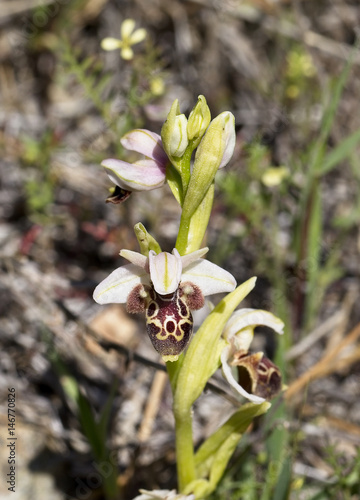 Ophrys umbilicata, an orchid of the Akamas Peninsula, Cyprus.