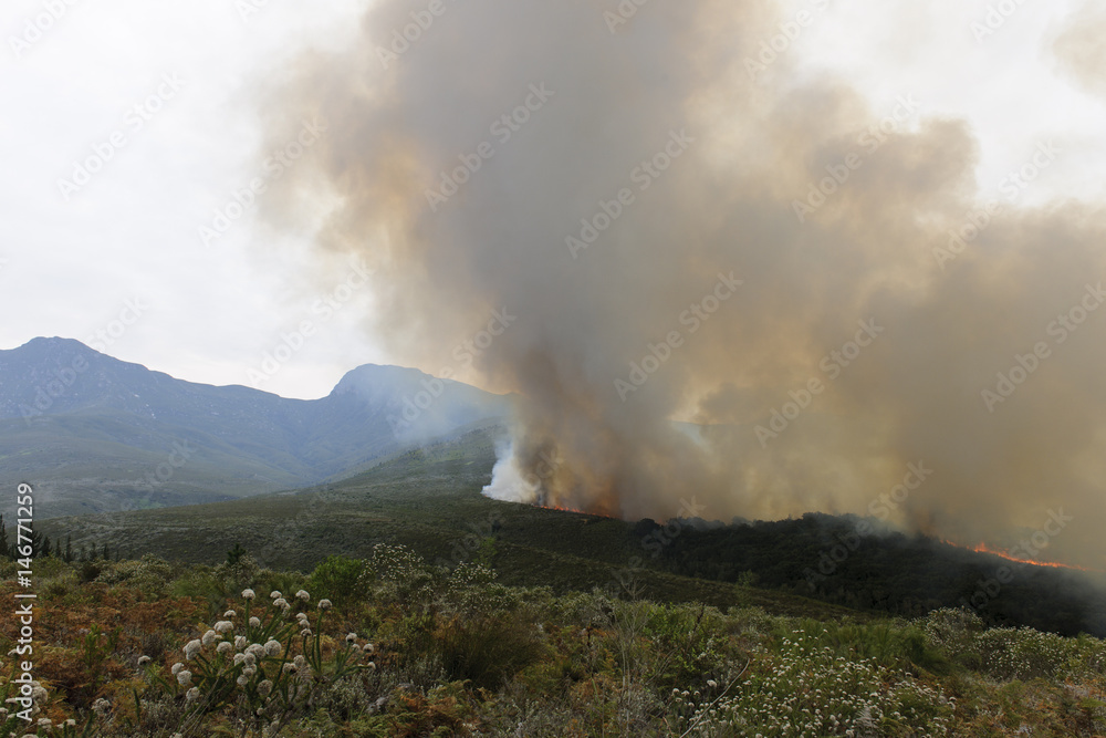 Fire destroying the forest