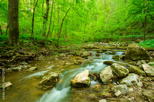 Stream on the forest