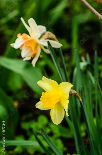 Fototapeta Naklejka Na Ścianę i Meble -  Yellow narcissus on flowerbed