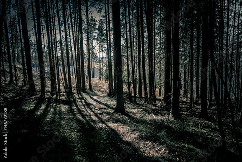 Sunlight coming through dark forest.