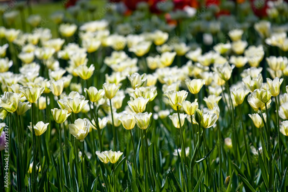 Fototapeta premium Whilte tulips in spring
