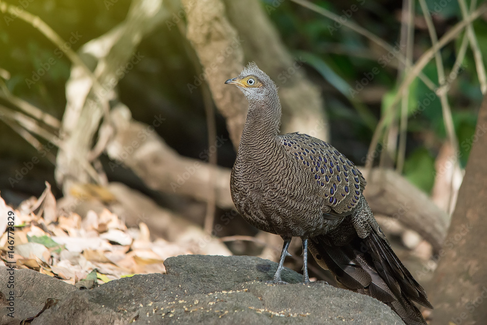 Grey Peacock-Pheasant in nature at Meawong national park Grey Peacock-Pheasant in nature at Meawong national park