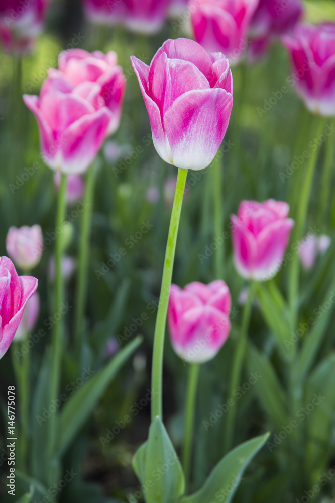 Pink Tulips