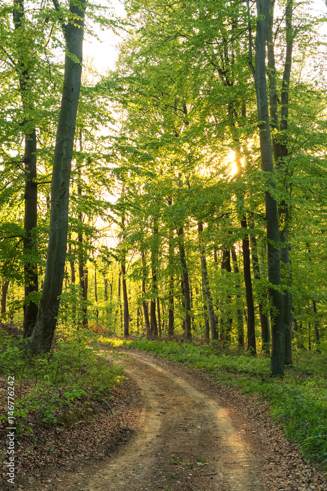 Obraz premium Spring forest path