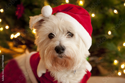 Portrait of a cute white terrier dog wearing a red and white santa suit © Rusty