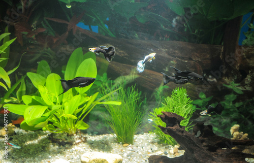 aquarium with many fish and natural plants.Tropical fishes.aquarium with green plants