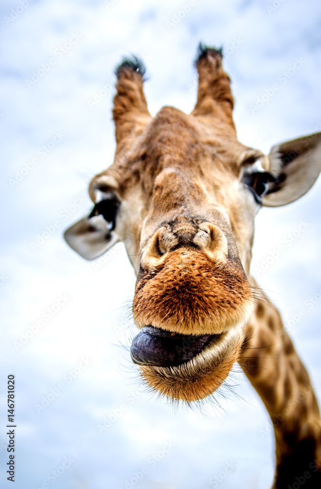 A licked giraffe looks into the camera.