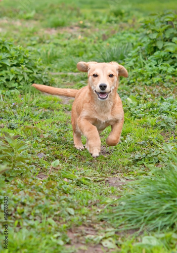 Wallpaper Mural dachshund Torontodigital.ca