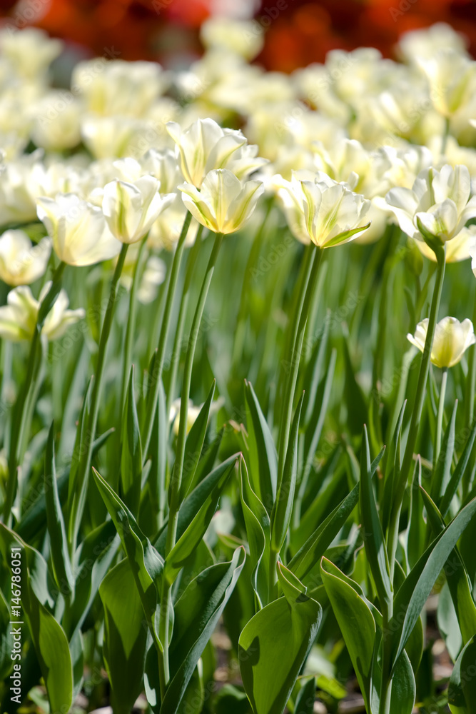 Fototapeta premium Pole tulipanów