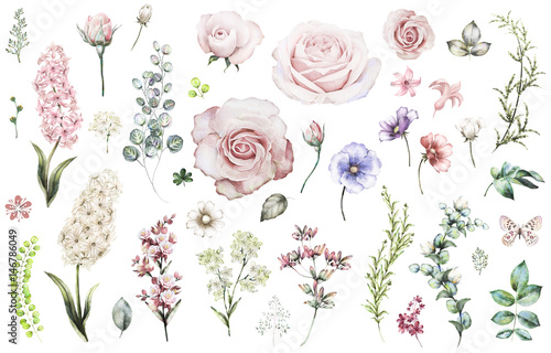 Set elements of rose, hyacinth. Collection garden and wild flowers, branches, illustration isolated on white background, eucalyptus, bud, exotic leaf, herbs. Watercolor style