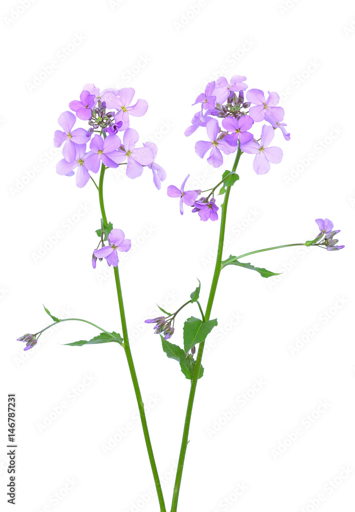 Dame's Rocket (Hesperis matronalis) flower