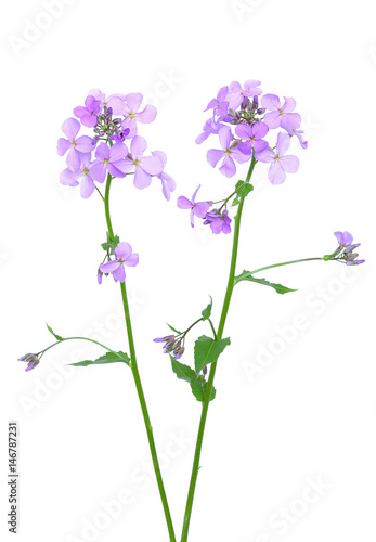 Dame s Rocket  Hesperis matronalis  flower