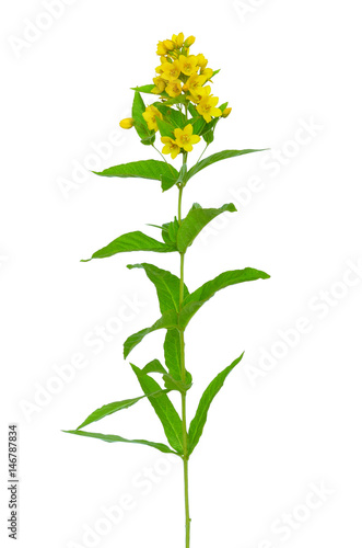 Lysimachia vulgaris flower