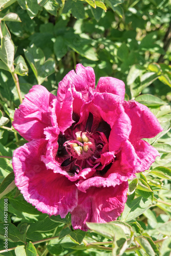 Pink peony flower closeup