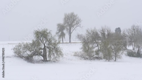 Slow motion snow storm blizzard with Cottonwood Trees. 150fps conformed to 29.97fps. ProRes422. photo