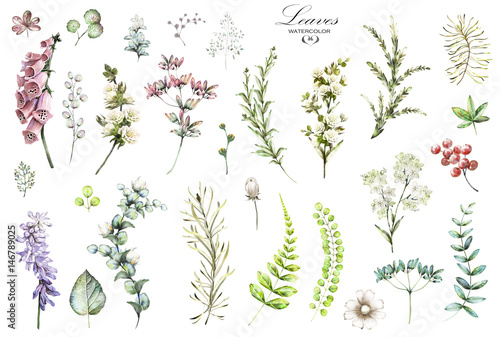 Big Set watercolor elements - wildflowers, herbs, leaf. collection garden and wild herb, flowers, branches. illustration isolated on white background, eucalyptus, exotic, tropical leaf. Green.