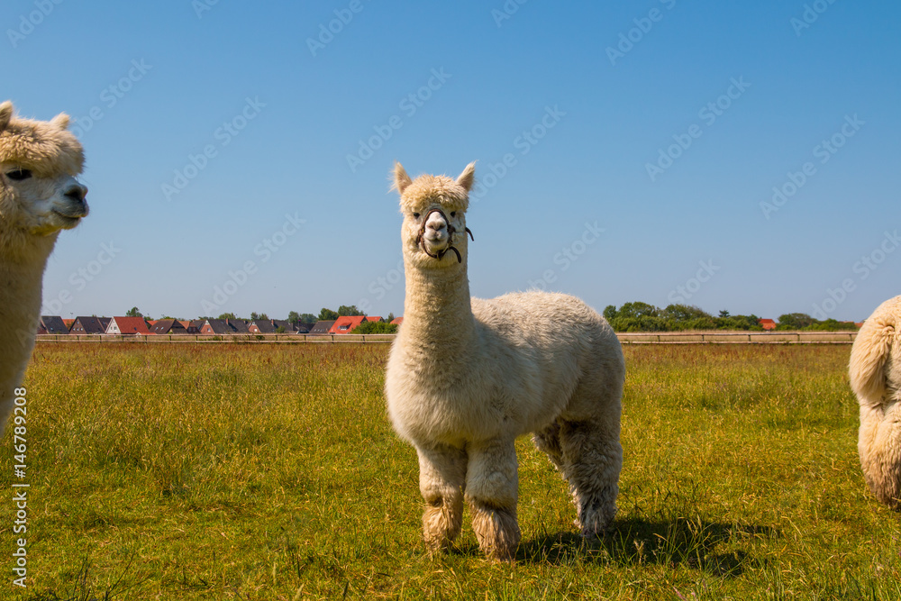 Fototapeta premium Alpaca