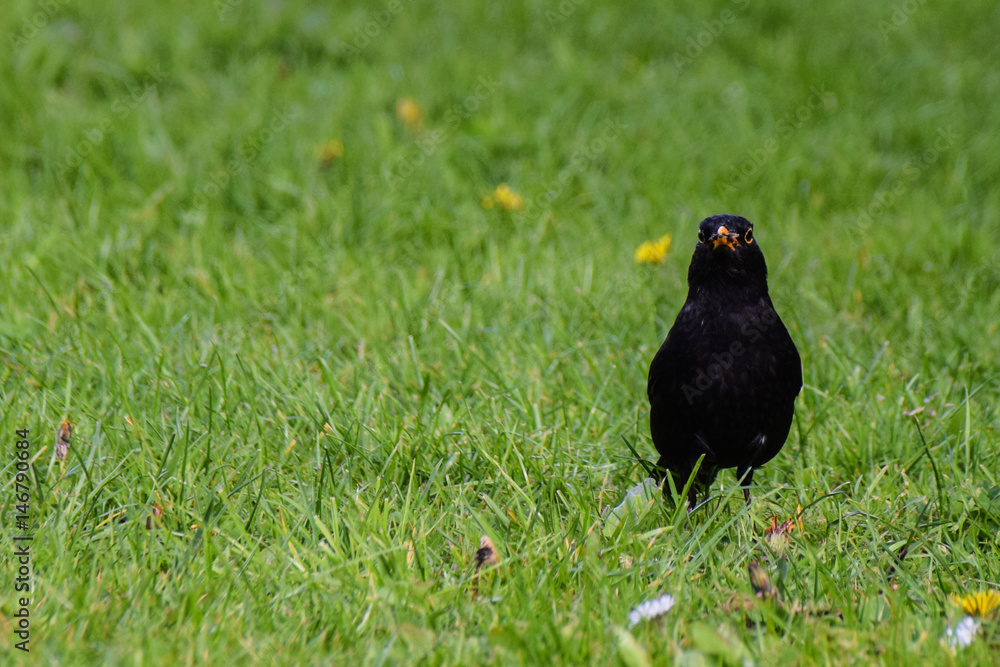 Spring time blackbird in a field of dandelions searching for worms Spring time blackbird in a field of dandelions searching for worms