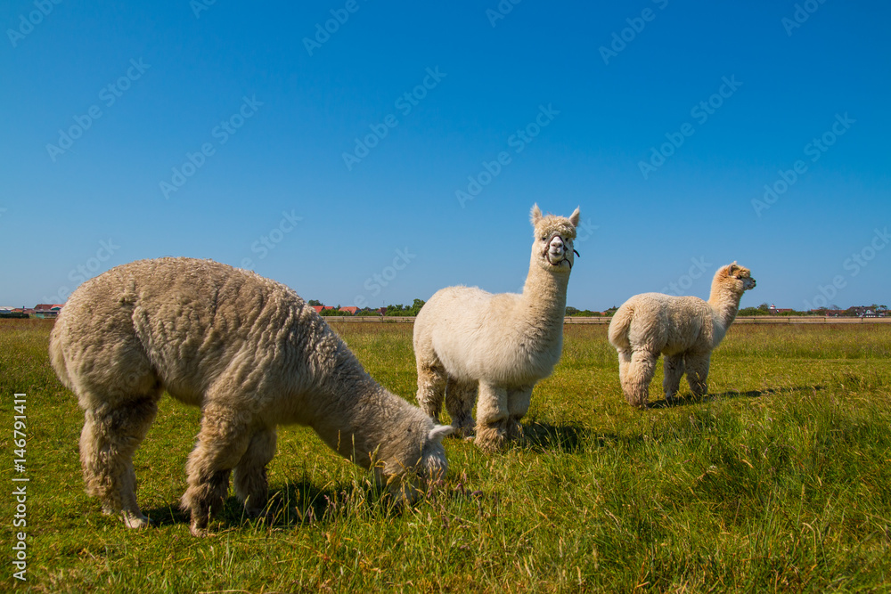 Fototapeta premium Alpaca