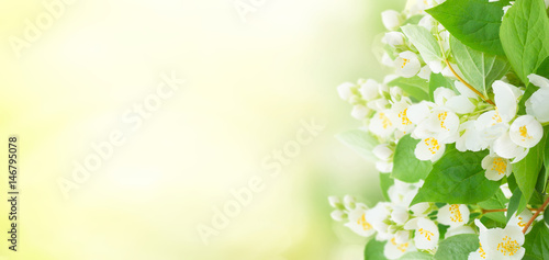Fototapeta Naklejka Na Ścianę i Meble -  Jasmine flowers and leaves over sunlit garden bokeh background banner