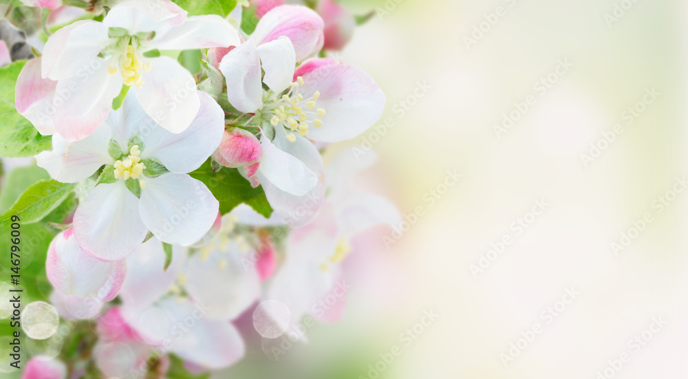 fresh Apple tree twig with flowers and leaves on garden bokeh background with copy space banner