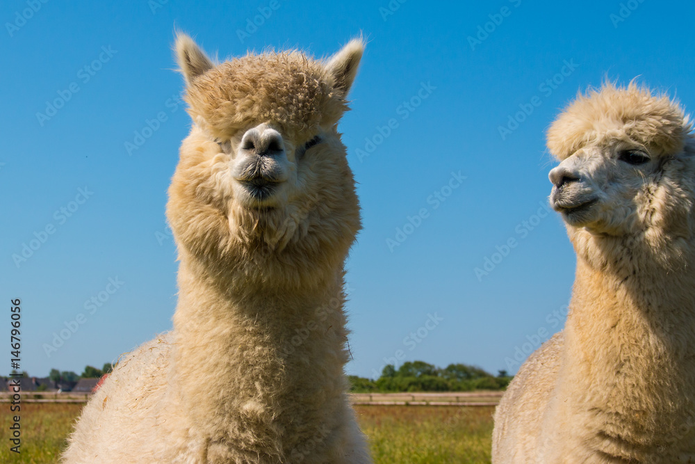 Fototapeta premium Alpaca