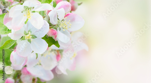 fresh Apple tree twig with flowers and leaves on garden bokeh background with copy space banner